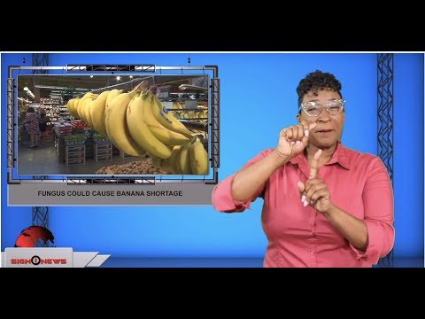 Fungus could cause banana shortage (ASL - 8.16.19)