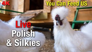 LIVE Chicken Coop Cam: Morning to Evening with the Silkies
