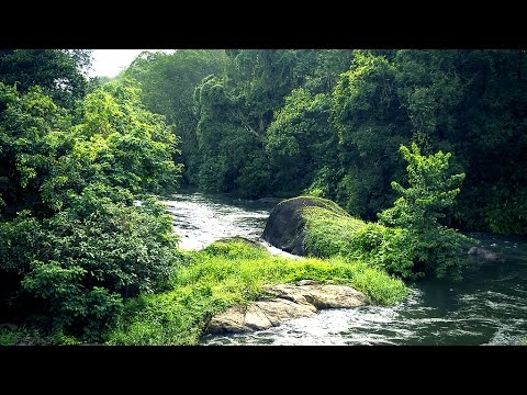 munnar untouched deep forest | the most beautiful place in india | Kerala tourism