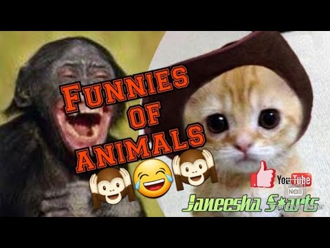 😂 Funnies of animals 🌟😂🤣