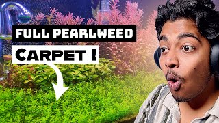 Full Pearlweed carpet within 3 months -  Planted tank reaction (Ep - 11) 
