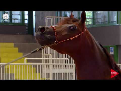 N.81 ASAYEL RAHEEB - SEWC 2018 - Senior Stallions (Class 5A)