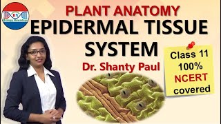 Epidermal tissue system | Anatomy of flowering plants