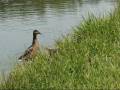 Hunting In Romania Wild Duck