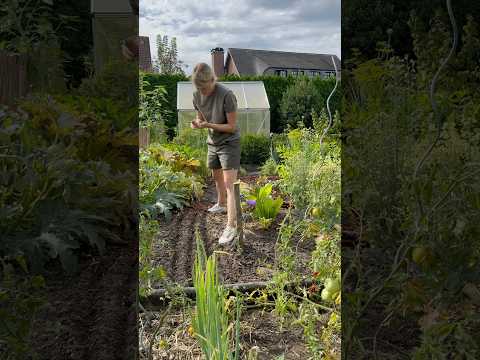 Aussaaten im Herbst 🍂 Das säe ich noch im September - Liste in Beschreibung 👌🏼