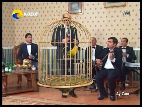 SERI POPUQAY  EYYUB YAQUBOV ЭЮБ ЯГУБОВ СЕРЫЙ ПОПУГАЙ