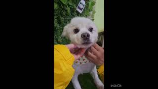 Video preview image #1 Pomeranian-pomeranian spitz Mix Puppy For Sale in Seattle, WA, USA