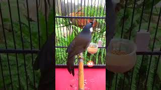 Download lagu POKSAY HONGKONG GACOR#poksayhongkonggacor #burunggacor mp3 Download lagu POKSAY HONGKONG GACOR#poksayhongkonggacor #burunggacor mp3