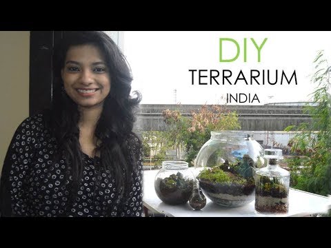 download lagu mp3 mp4 Terrarium Plants India, download lagu Terrarium Plants India gratis, unduh video klip Terrarium Plants India