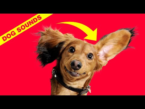 Dog Tilting Head Sounds - Sound Dogs React To 🐶