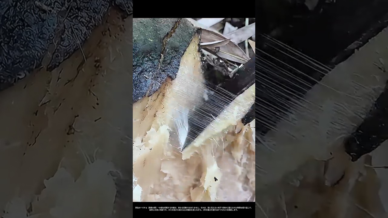 【現場の技術】土の中に眠る5年の歳月：ホーミ（韓国鎌）一丁で向き合う「根」の収穫