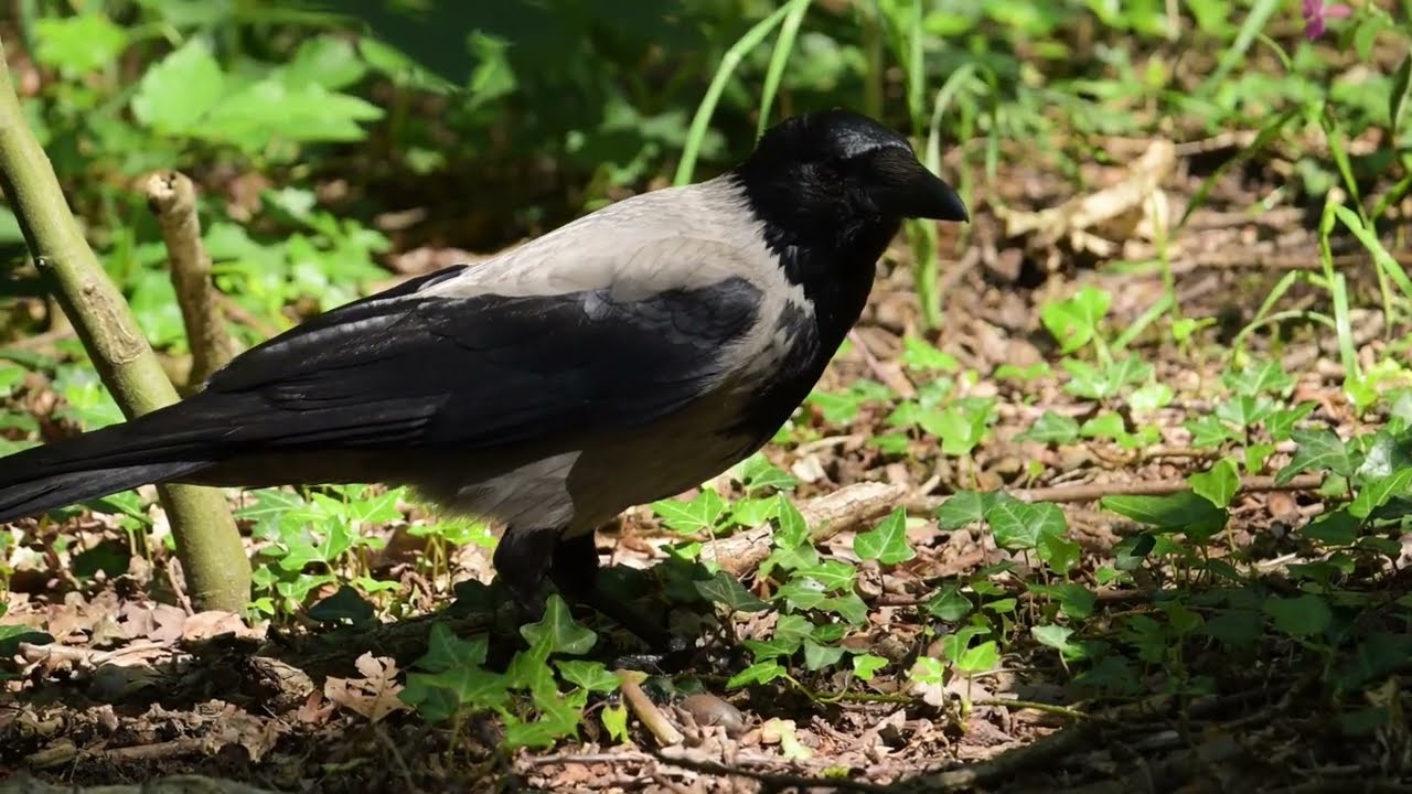 23 Mei 2024 De Scheveningse Bonte Kraai Ultra Close Up