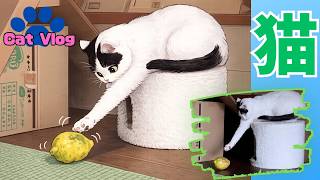 【CatsVlog】不細工レモンと猫さんたち #猫動画 #可愛い猫 #保護猫