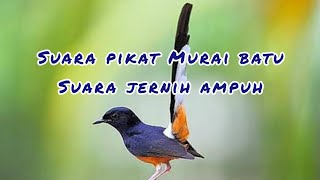 Download lagu Pikat Burung Murai Batu Suara Jernih Bikin Lawan Nyambar mp3 Download lagu Pikat Burung Murai Batu Suara Jernih Bikin Lawan Nyambar mp3