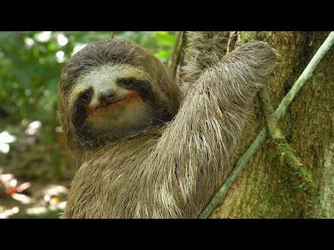 Three Toed Sloth Sharesloth - roblox adopt me youtube sloth