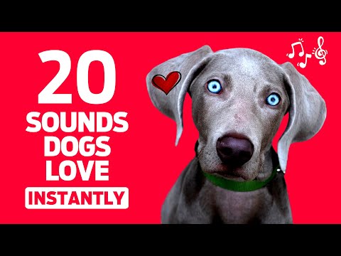 20 Sounds Dogs Love INSTANTLY 📣🐶❤️
