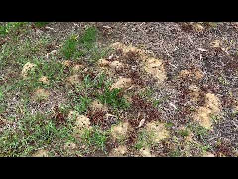 A Massive Digger Bee Invasion in Toms River, NJ