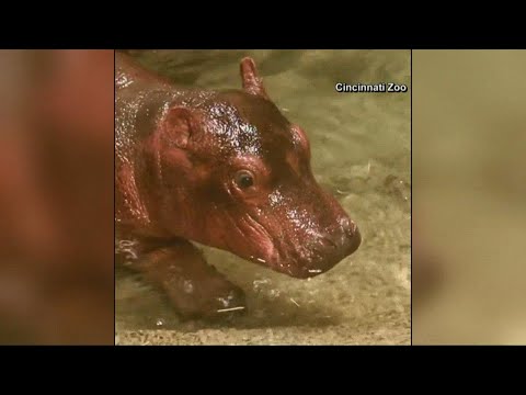 Hello Fritz: Cincinnati Zoo announces name for baby hippo