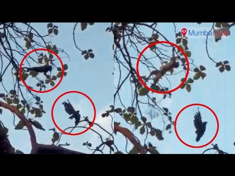 माकडाची माणुसकी