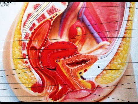 Cryptomenorrhoea And Surgery