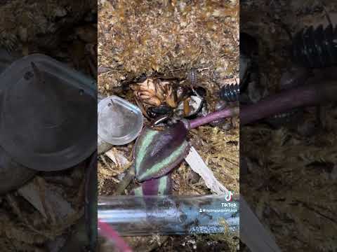 My fire ants setup and their booming population of isopods #antkeeper #antkeeping #isopods #ants