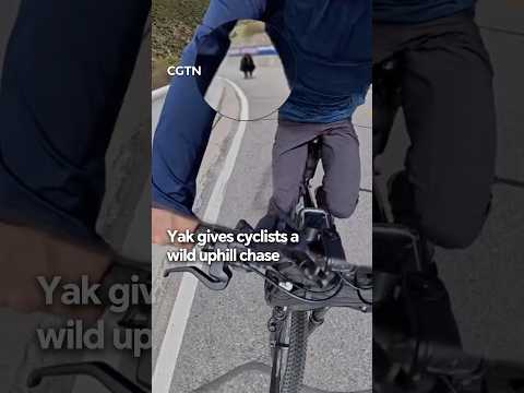 Yak gives cyclists a wild uphill chase