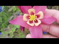 Nabeela Ahmed Set 4 Love Flower Slideshow Poems On The Theme Of Love In 3 Languages