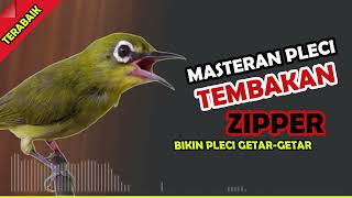Download lagu MASTERAN PLECI WIT WIT TULIT TULIT ZIPER DUPER PALING DICARI AGAR PLECI CEPAT GACOR BUKA PARUH mp3