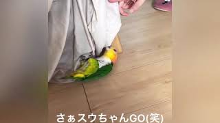 スウちゃんの登頂記録
