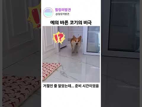 예의 바른 코기의 비극