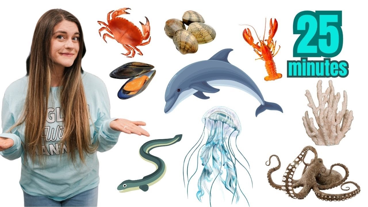 Sea Animal Names for EVERYBODY in 25 Minutes | Easy English Ocean Animals | Learn English