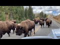 Buffalo Stampede In Yellowstone