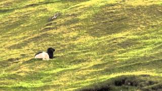 preview picture of video 'Sheep Tórshavn Faroe Islands'