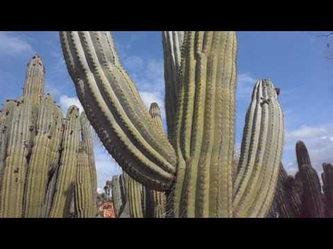Cactus cardón: Echinopsis atacamensis (Trichocereus pasacana)