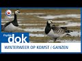 FRYSLÂN DOK: Winterweer op komst / ganzen