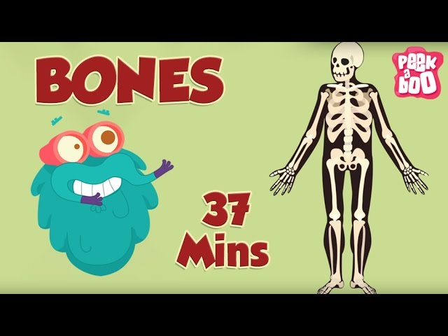 Best Learning Videos For Kids | The Dr.Binocs Show | Fun Learning Videos For Kids | By Peekaboo Kids