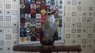 Download lagu trucukan mewah milik cleon agsa kudus, yang melihat pasti kepincut mp3 Download lagu trucukan mewah milik cleon agsa kudus, yang melihat pasti kepincut mp3