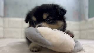 ハーフ犬の動画01