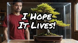 Larch Bonsai: A Wild Repotting Journey with My Quirky Tree
