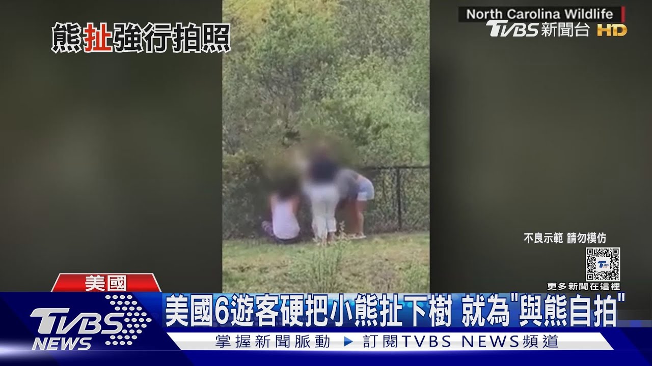 就為了自拍！美國6遊客硬把小熊扯下樹　熊寶寶嚇歪想逃