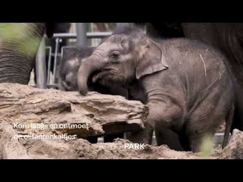 Ontmoet de olifantenkalfjes in ARTIS-Park