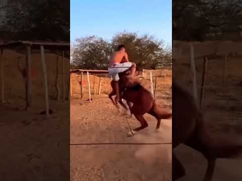 #horse #cattle rancher #horse #playvaquejada #horses #walkers #horseback riding #farm #vaquejada ...