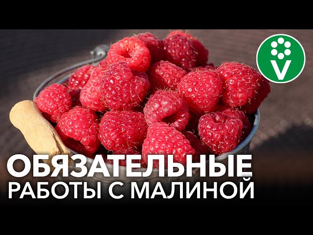 СОБИРАЮ МАЛИНУ ВЕДРАМИ! Первые важные работы с малиной весной, от которых зависит урожай