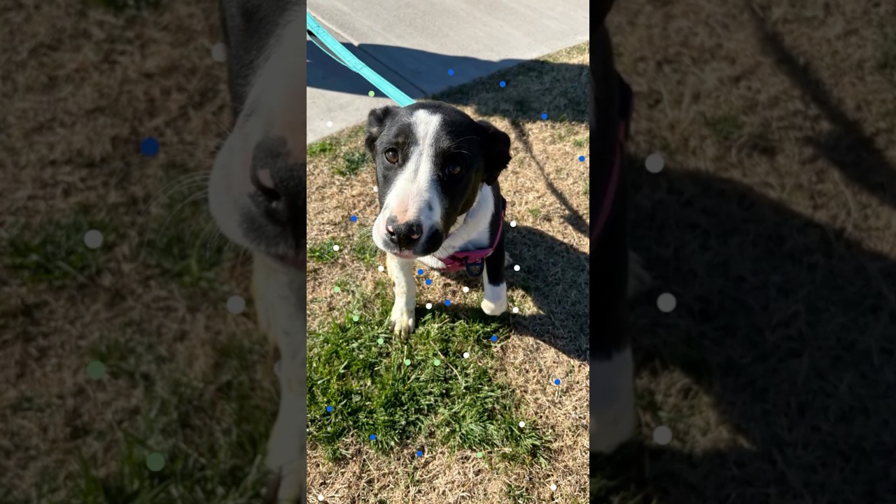 OREO, a ADOPTABLE mixed breed in Chandler, AZ video 4/4