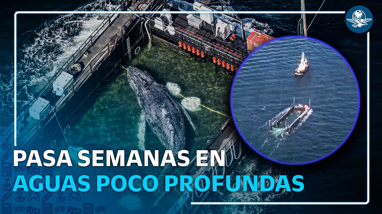 Rescate de ballena jorobada divide opiniones; liberan a “Timmy” en el mar del Norte