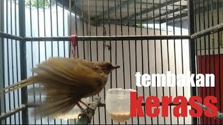 Download lagu Trucuk lumut~merbah belukar gacor tembakan keras👍 mp3