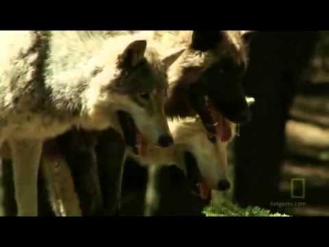 Wolf Vision: Chirapaq ~ Chilling American Indian song