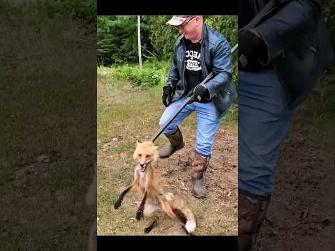 С помощью своих инструментов он поймал лису и осторожно поместил её в клетку #hunting #chass #fox