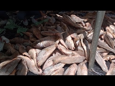 MORENO PE 12 toneladas de peixe entregue  aos morenense  mais de 14 mil pessoas na  rua- 29/2024