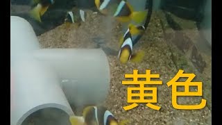 クマノミです。クマノミです。Fish